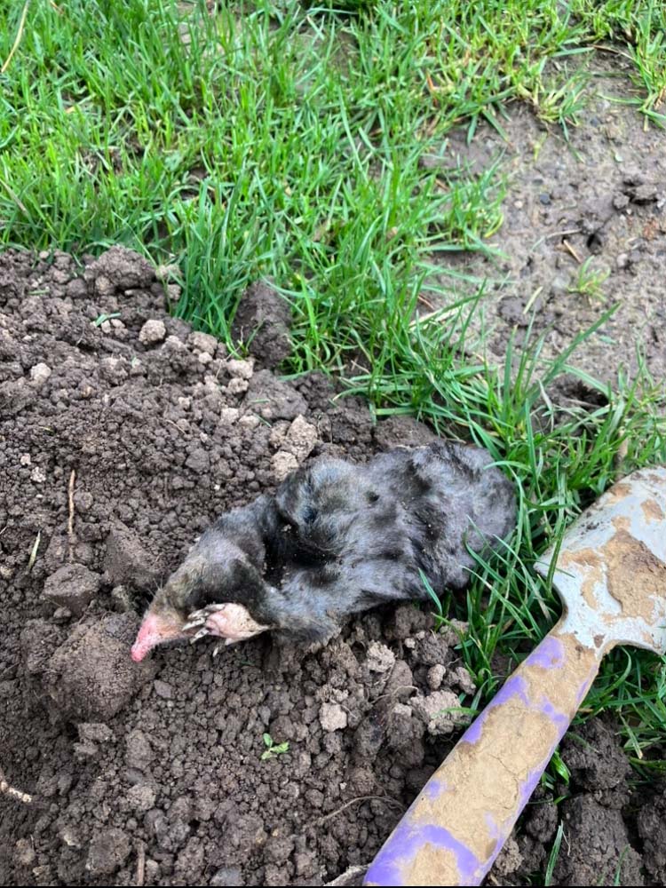 Example of mole trapping activity and lawn damage in an Oregon yard